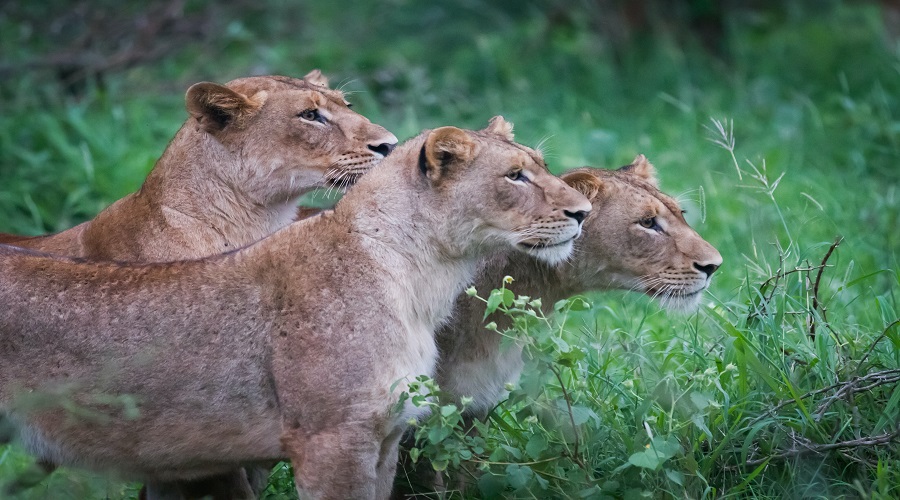 Experience Memorable Family-friendly Tanzania Safari Tours
